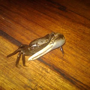 fiddler crab male -best escape artist-