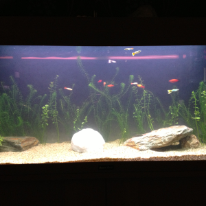 1hr after added couple plants an rocks and rejigged everything, plus added 2 platys and 7 guppies