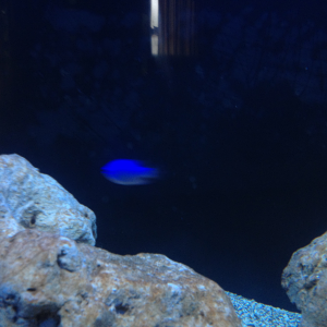 120g spotted damsel
