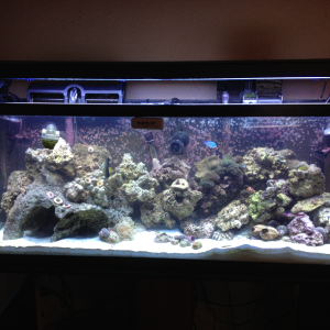 End product, 80-90 lbs of live rock, zoas, mushrooms, glove polyp, frogspawn, green star polyp, long tenticle nem. Chromis, two ocellaris clowns, sail