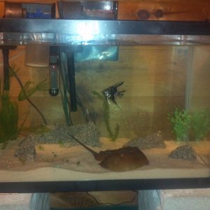 the 20g, current stock, Castiel (koi angelfish), 7 feeder guppies, shrimp, snails///