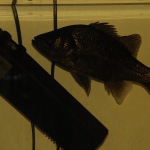 Bass/Esturary Perch