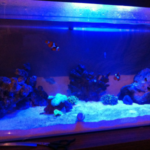 Jus put the bubble tip anemone in my tank :)
