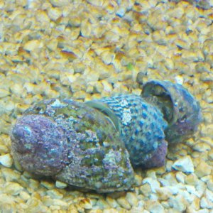 Tubro Snails