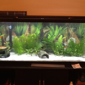 A little cloudy after adding some extra sand and rearranging and spreading out my plants