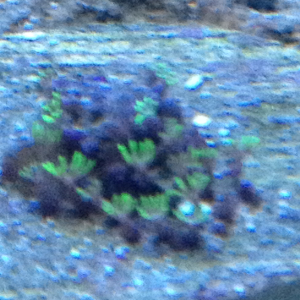 green star polyp frag i bought from pearl harbor on ebay