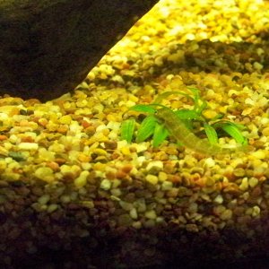 goby grazing on plants