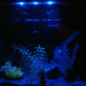 Fish tank at night in blue light