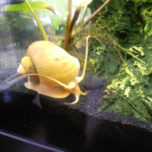 My monster golden mystery snail
