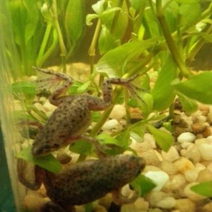 My two African Dwarf Frogs.