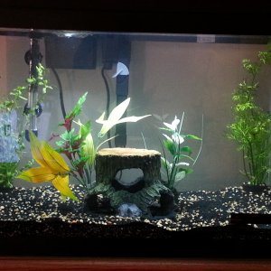 First set up, no fish.
Artificial log cave with silk plants
Moneywort plant in L corner
Water Sprite in R corner
Various bulbs scattered around tank
