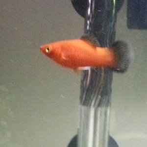 Up close on Ginny Weasley (Red Wag Platy)