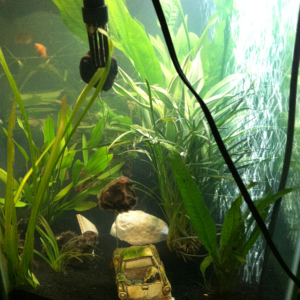 Tank right side view