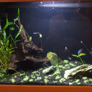 Brand new rescape one hour after new plants arrived. 
Full Tank Shot
11 02 2012 007