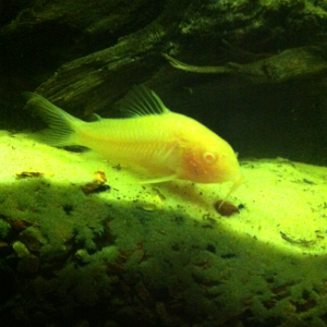 One of my cories