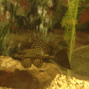 Dont know what kind of plec this is tbh