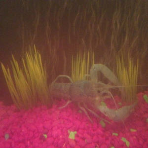 Electric Blue Crawfish - 10 gallons