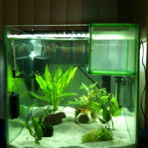 10 shrimp tank planted now
