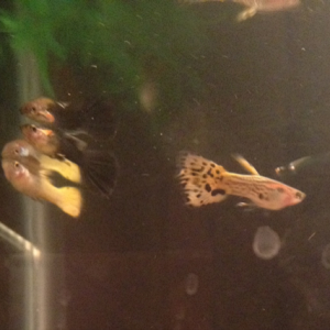 Water spots, but here are some of my guppies.