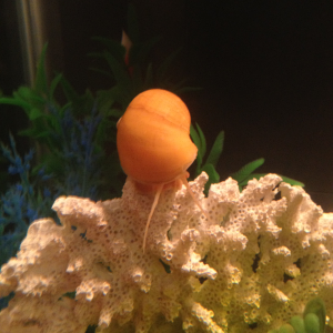 One of the mystery snails in my community tank.