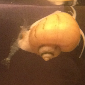 My shrimp all like to ride the snails around.