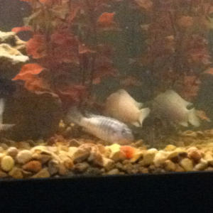 More of my fish