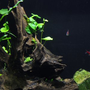 11 13 2012 045
Driftwood with Anubias and HC
