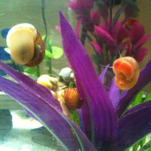 Pink ramshorn snails had babies in betta tank