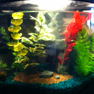 This is my 5 gallon tank