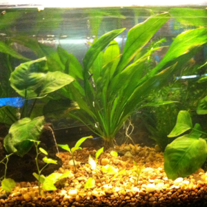 This is my ten gallon planted tank