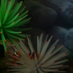 My clowns love this fake anemone.
