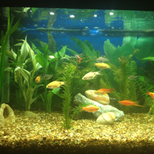 My little aquarium.