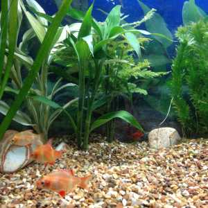 My tiger barbs I used to have. Had to be re-homed due to VERY aggressive.