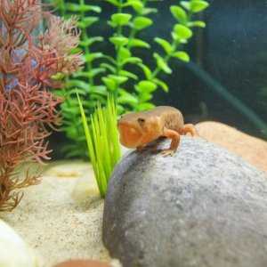 My aquatic newt Nessie!