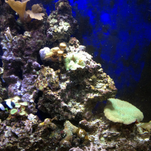 40 gal reef