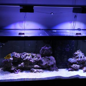 Dec 2012 75 Gallon - started July 2012