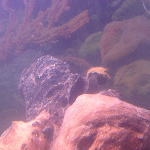 Dwarf crawfish in 30 gallon community