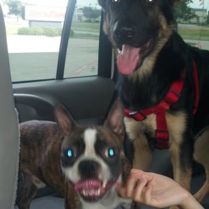 Thor and Delgo on one of tons of car rides.