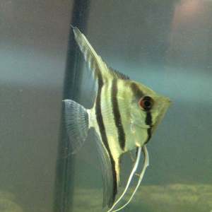 Unnamed anglefish, unidentified species
