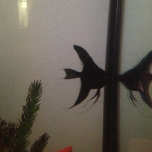 Eridan, double black angelfish