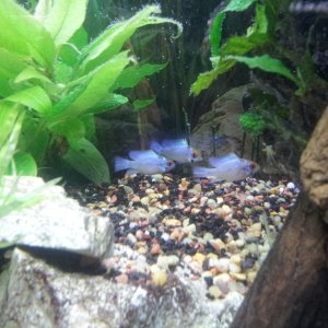20121111 165814
My pride and joy! Electric Blue Rams.  :-)