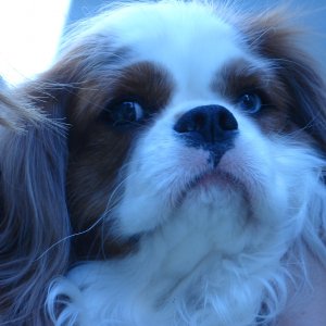 Eve. My Cavalier baby girl. Little Miss 'Tude. She is a 'Misfit' cause the breeder threw her out cause of her lovely mismatched eyes.