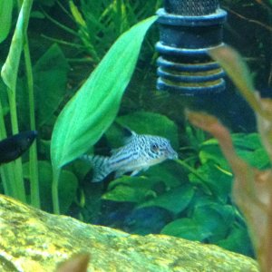 Juvenile Sailfin Molly.  Julli's have sense been moved to the sand tank where they are much happier!