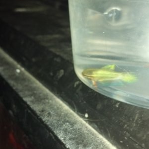 This baby was flashing the most vivid shade of green when I had him in this plastic betta cup while changing his water