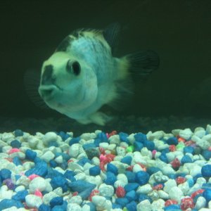 one of my blue parrot fish :)