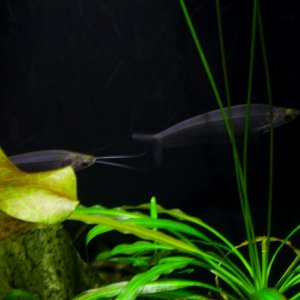 Two of my new glass catfish.
01 14 2013 06