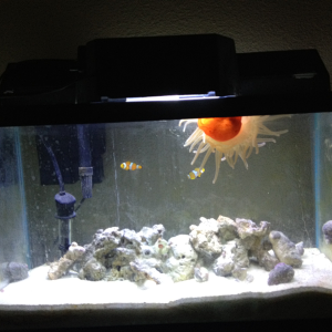 When I bought my 10g, this is what it looked like. (I added the clowns after a month. The anemone has found a new home.)