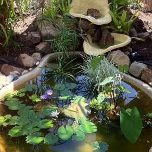 Tank 3: outdoor pond