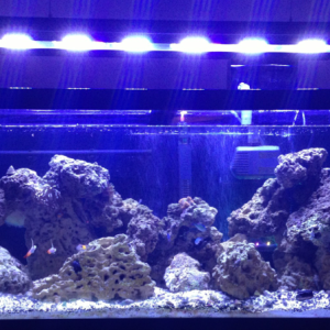 Now I need some plants and more fish