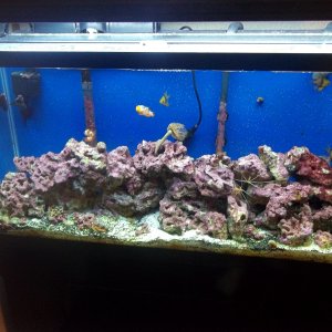 38 gallon,  Aquarium was started Aug. 2010.  We cycled with just a few pieces of live rock and the rest was base rock.  It took 6-8 weeks to fully cyc